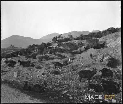 Chèvres au pâturage (Corse)